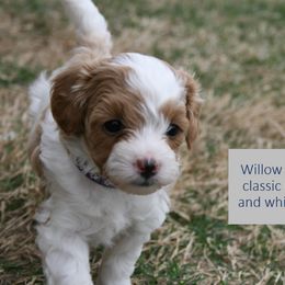 Cavapoo Puppies from Liberty Hill Texas Cavapoos