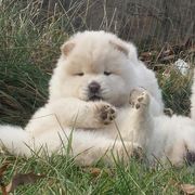 Chow Chow from Twilight Chows