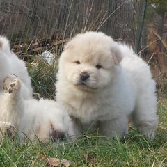 Chow Chow from Twilight Chows