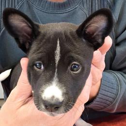 Boy 2 - Maererano's Korloff Noir - Black and white male Basenji puppy in Lehi, Utah from Maererano Basenjis