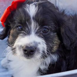 Lola - Black tri female Miniature American Shepherd puppy in Crowley, Texas from Nelson's Aussies and Aussiedoodles