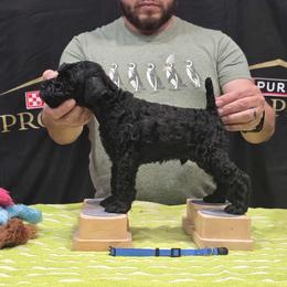 Blue - Black male Kerry Blue Terrier puppy in Waddell, Arizona from Lighthouse Kerry Blue Terriers