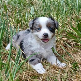 Cherry Bombette - Blue merle female Miniature American Shepherd puppy in Cleveland, Ohio from Double Moon
