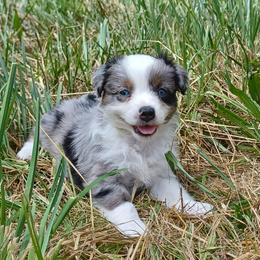 Cherry Bombette - Blue merle female Miniature American Shepherd puppy in Cleveland, Ohio from Double Moon