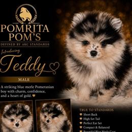 Teddy - Blue merle male Pomeranian puppy in North Port, Florida from POMRITA POM’S