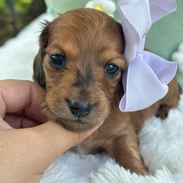 Dahlia Long hair - Dapple female Dachshund puppy in Lakeland, Florida from Elite Doxies Florida