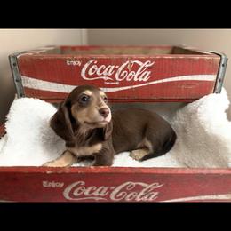 Linus - Chocolate and cream male Dachshund puppy in Newport, Tennessee from Foothills Mini Doxies