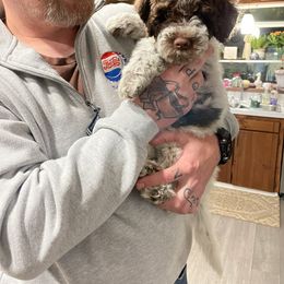 Lagotto Romagnolo Puppies from Agapē Lagotto Romagnolo