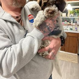 Lagotto Romagnolo Puppies from Agapē Lagotto Romagnolo