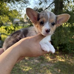 Lucy - Blue merle and white female American Corgi puppy in Foreman Ar., Arkansas from Grassy Lake Corgis