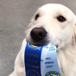 Golden Retrievers from Oklahoma’s Enchanted Goldens