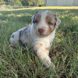 Rusty - Red merle male Miniature Australian Shepherd puppy in Tecumseh, Oklahoma from Ashley's Aussies, LLC