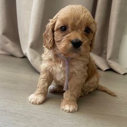 Livvy- light purple - Blenheim female Cavapoo puppy in Ferndale, Washington from Cavakennels.pnw