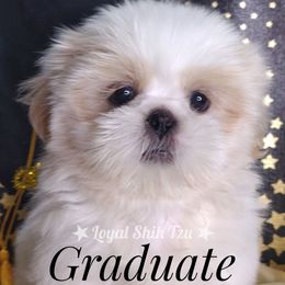 Ying - Sable and white male Shih Tzu puppy in Peoria, Arizona from Loyal Shih Tzu