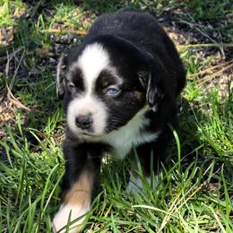 Keeper - Black tri female Miniature Australian Shepherd puppy in Spirit Lake, Idaho from Gemstone Ridge Mini Aussies