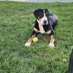 Greater Swiss Mountain Dog All Grown Up from Donough Haven Greater Swiss Mtn. Dogs