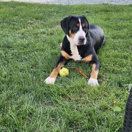 Greater Swiss Mountain Dog All Grown Up from Donough Haven Greater Swiss Mtn. Dogs