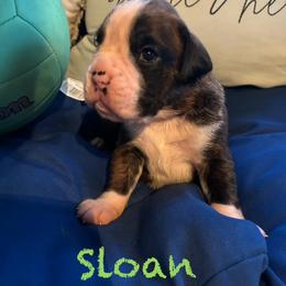 Boxer Puppies from Happy Go Boxers