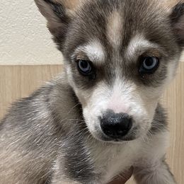 Siberian Huskies from Rice Breeders