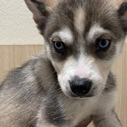 Siberian Huskies from Rice Breeders