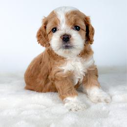 Willow - Red and white female Cockapoo puppy in Pledger, Texas from Sugarbear Cockapoos