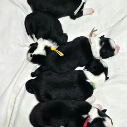 Girl 2 - Black and white female Border Collie puppy in Live Oak, Florida from K&R RANCH KENNELS