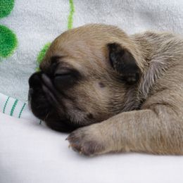 French Bulldog Puppies from Busy Bee French Bulldogs