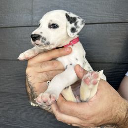 Papaya female - White and black Dalmatian puppy in Tampa, Florida from Black House Dalmatian