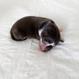 Stitch - Red merle male Miniature Australian Shepherd puppy in Pollok, Texas from Pineywoods Pups