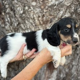 Mr. Piebald - Piebald male Dachshund puppy in Early, Texas, Texas from Lady J’s Dachshunds