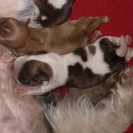 Shih Tzu Puppies from Caterina Aprile