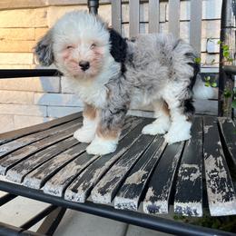 Audrey - Blue merle female Bernedoodle puppy in Holtwood, Pennsylvania from Country Ridge Puppies