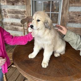 Great Pyrenees Puppies from Natalie Hnatkiv