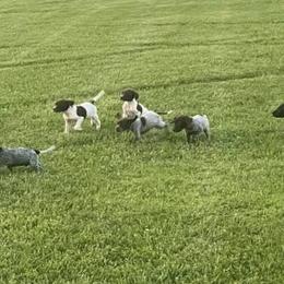 German Shorthaired Pointers from Potter's GSPs