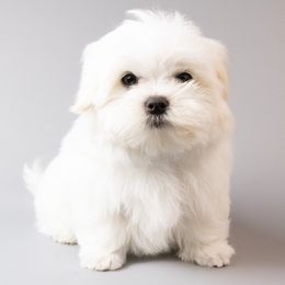 Boy 1 - male Maltese puppy in Oxford, Indiana from Brost Maltese