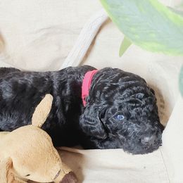 Poodle Puppies from Spangled Standard Poodles