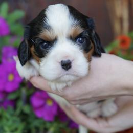 Ava - Tri-color female Cavalier King Charles Spaniel puppy in Lula, Georgia from Cavaliers by Crumley