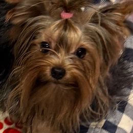 Dee - Yorkshire Terrier