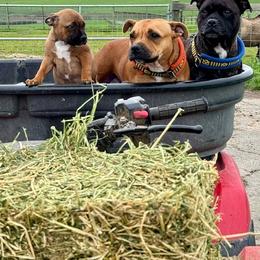 Staffordshire Bull Terrier Puppies from Moonspinner Staffords