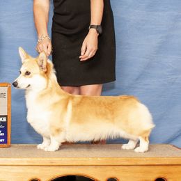 Bugsy - Pembroke Welsh Corgi