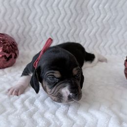 Pocket Beagle Trotter - Black tan and white male Beagle puppy in Gentry, Arkansas from HC Puppy Ranch