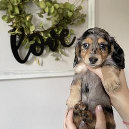 Honey - Dapple Dachshund puppy in Kissimmee, Florida from Mini Doxie Cuties