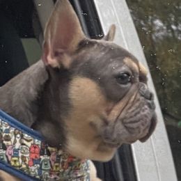 Suki - French Bulldog