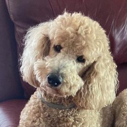 Poodles from Sipespawsomepoodles