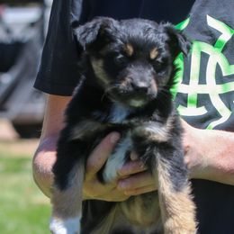 Poppy - Black tri-color female Australian Shepherd puppy in Utah from 10-BAR-Y RANCH