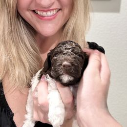 Lagotto Romagnolo Puppies from Anna’s Lagottos