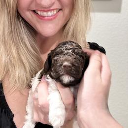 Lagotto Romagnolo Puppies from Anna’s Lagottos