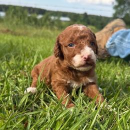 Boy 1 - Red  male Goldendoodle puppy in Wesson, Mississippi from Southern Country Doodles