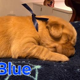Blue - Golden male Golden Retriever puppy in Taylor Ridge, Illinois from Salata Goldens