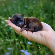 Korean Babydoll Toothless - Brown male Mal-Shi puppy in Barren Springs, Virginia from Seeking Shalom Acres Maltese, Maltipoos & Havamalts